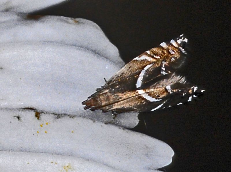 Un Microlepidottero a righe - Glyphipterix cfr. simpliciella